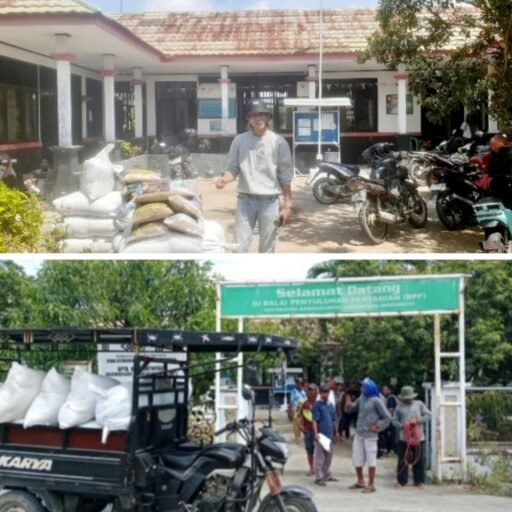Bantuan Bibit Padi Di Kurangi Kelompok Tani Kecewa, Dengan UPTD BPP Karangampel Bantuan Bibit Padi Di Kurangi Kelompok Tani Kecewa, Dengan UPTD BPP Karangampel