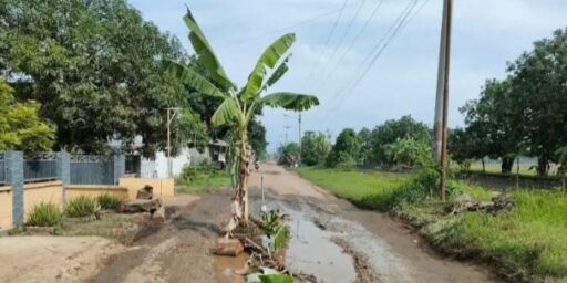 Tak Kunjung Diperbaiki,Jalan Rusak Parah di Desa Gadingan Ditanami Pohon Pisang Tak Kunjung Diperbaiki,Jalan Rusak Parah di Desa Gadingan Ditanami Pohon Pisang