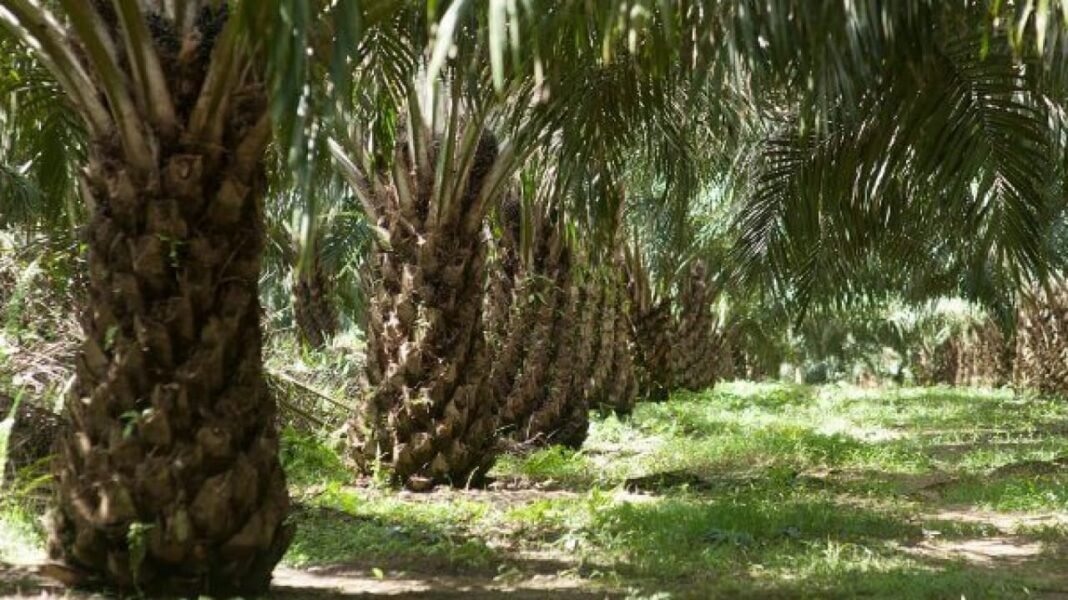 Narasi Kritis Virdian Berbenturan dengan Fakta Keterlibatan Bisnisnya Narasi Kritis Virdian Berbenturan dengan Fakta Keterlibatan Bisnisnya
