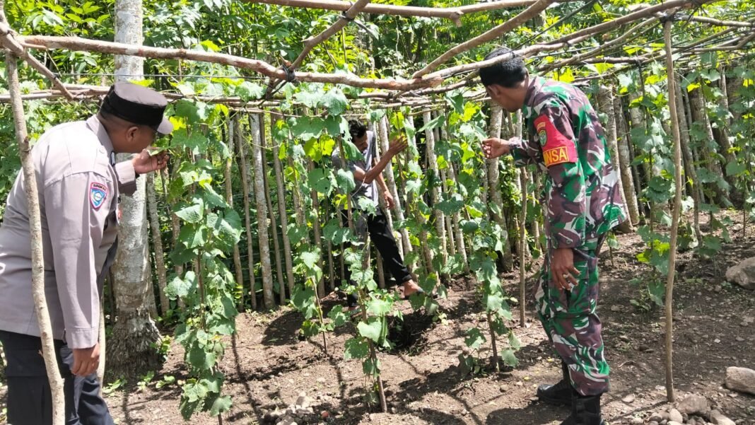 Babinsa Koramil 01/Sukajaya Aktif Dampingi Petani Gampong Beurawang | Kompas.SBS.News Babinsa Koramil 01/Sukajaya Aktif Dampingi Petani Gampong Beurawang | Kompas.SBS.News