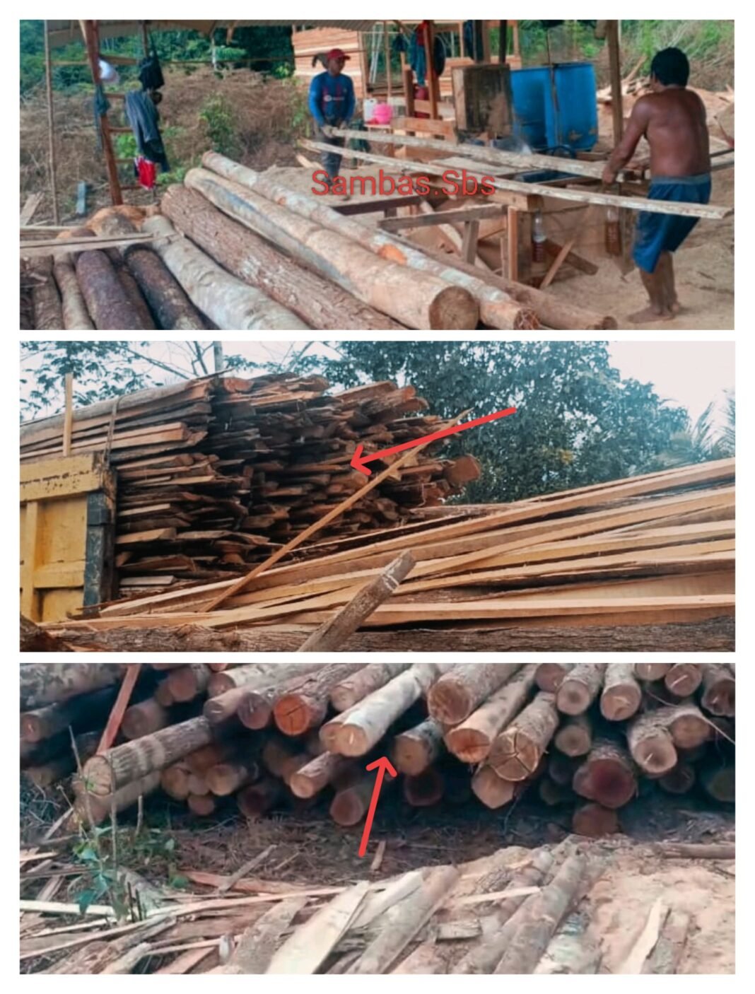 Maling Kayu di Desa Bukit Batu Sungai Kunyit Aman Dan Tentram. APH Meram Melek Maling Kayu di Desa Bukit Batu Sungai Kunyit Aman Dan Tentram. APH Meram Melek