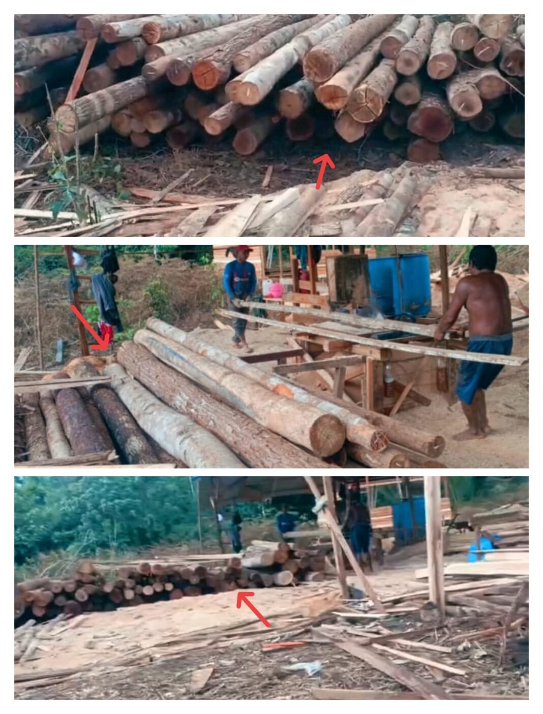 Sawmil Liar di Desa Bukit Batu Sungai Kunyit : Polda Kalbar Wajib Terjun Sawmil Liar di Desa Bukit Batu Sungai Kunyit : Polda Kalbar Wajib Terjun