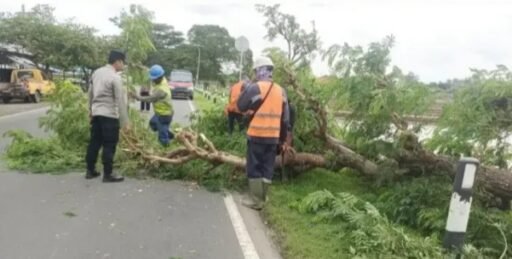 Pohon Besar Tumbang Melintangi Jalur Dampuawang Karangampel, Hati-hati Pengguna Jalan Raya Disaat Musim Hujan Pohon Besar Tumbang Melintangi Jalur Dampuawang Karangampel, Hati-hati Pengguna Jalan Raya Disaat Musim Hujan