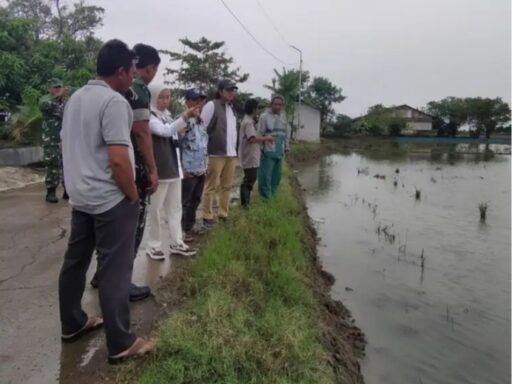 Bulog Sosialisasikan Penyerapan GKP Rp6.500 per Kg Jelang Panen Raya di Indramayu Bulog Sosialisasikan Penyerapan GKP Rp6.500 per Kg Jelang Panen Raya di Indramayu