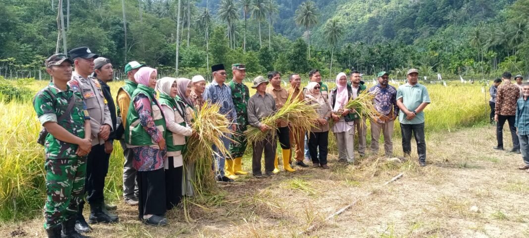 Panen Perdana Padi Gogo Perkuat Ketahanan Pangan Gampong Bateshoek Tahun 2026 | Kompas.SBS.-News Panen Perdana Padi Gogo Perkuat Ketahanan Pangan Gampong Bateshoek Tahun 2026 | Kompas.SBS.-News