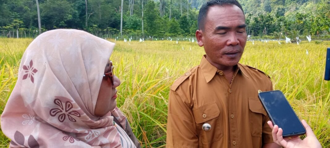 Panen Perdana Padi Gogo Jadi Momentum Awal Kepemimpinan Ridwan Nasution Keuchik Gampong Bateshoek Panen Perdana Padi Gogo Jadi Momentum Awal Kepemimpinan Ridwan Nasution Keuchik Gampong Bateshoek