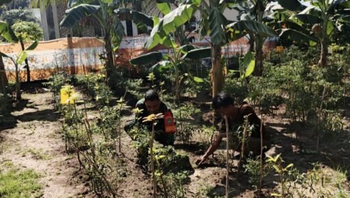 Babinsa Kuta Barat Dampingi Warga Rawat Tanaman Cabai | Kompas.SBS.-News Babinsa Kuta Barat Dampingi Warga Rawat Tanaman Cabai | Kompas.SBS.-News