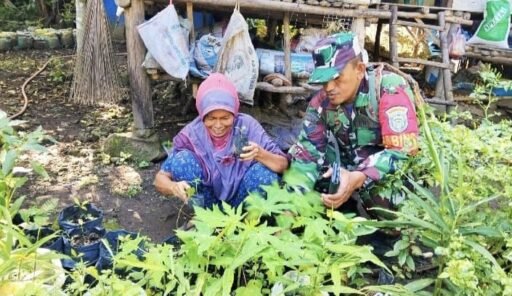 Babinsa Gampong Krueng Raya Dampingi Pembibitan Pepaya Untuk Perkuat Ketahanan Pangan | Kompas.SBS.-News Babinsa Gampong Krueng Raya Dampingi Pembibitan Pepaya Untuk Perkuat Ketahanan Pangan | Kompas.SBS.-News