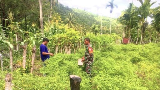 Dampingi Petani Sejak Tanam Hingga Panen : Babinsa Koramil 01/Sukajaya Perkuat Ketahanan Pangan | Kompas.SBS. Dampingi Petani Sejak Tanam Hingga Panen : Babinsa Koramil 01/Sukajaya Perkuat Ketahanan Pangan | Kompas.SBS.