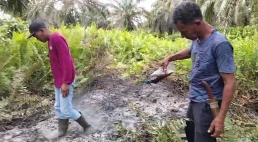 “Lahan Pertanian Kelompok Tani Permata Gambut Jaya Diduga di Bakar Oknum Tak Bertanggung Jawab” “Lahan Pertanian Kelompok Tani Permata Gambut Jaya Diduga di Bakar Oknum Tak Bertanggung Jawab”