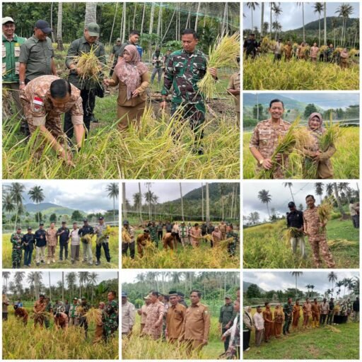 Panen Padi Gogo Berkelanjutan : Wakil Wali Kota Sabang Tegaskan Arah Kemandirian Pangan Daerah Panen Padi Gogo Berkelanjutan : Wakil Wali Kota Sabang Tegaskan Arah Kemandirian Pangan Daerah