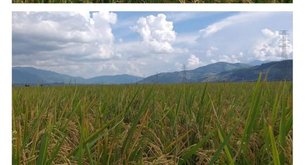 Panen Raya Padi Sawah di Kecamatan Mardingding, Hasil Nyata Upaya Pemkab Karo Pulihkan Lahan Terdampak Banjir Panen Raya Padi Sawah di Kecamatan Mardingding, Hasil Nyata Upaya Pemkab Karo Pulihkan Lahan Terdampak Banjir