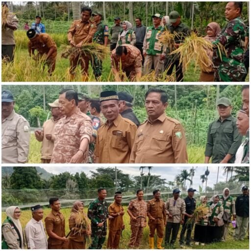 Bukti Nyata Ketahanan Pangan Berbasis Gampong : Keuchik Gampong Bateshoek Hadir Panen Padi Gogo | Kompas.SBS Bukti Nyata Ketahanan Pangan Berbasis Gampong : Keuchik Gampong Bateshoek Hadir Panen Padi Gogo | Kompas.SBS