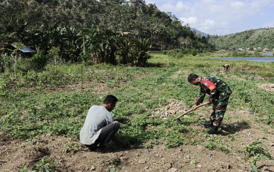 Babinsa Paya Seunara Dampingi Petani Jagung Manis, Wujud Nyata Kepedulian TNI | Kompas.sbs.-News Babinsa Paya Seunara Dampingi Petani Jagung Manis, Wujud Nyata Kepedulian TNI | Kompas.sbs.-News