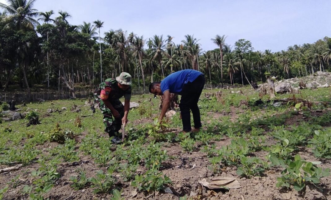 Kemanunggalan TNI–Rakyat, Babinsa Keuneukai Ikut Rawat Tanaman Kebun | Kompas.sbs.-News Kemanunggalan TNI–Rakyat, Babinsa Keuneukai Ikut Rawat Tanaman Kebun | Kompas.sbs.-News