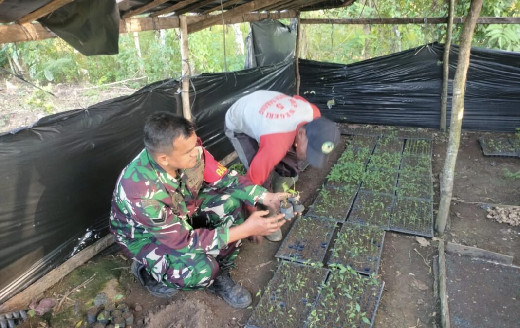 Babinsa Krueng Raya Dampingi Pembibitan Cabai, Wujud Nyata Dukung Swasembada Pangan | Kompas.sbs.-News Babinsa Krueng Raya Dampingi Pembibitan Cabai, Wujud Nyata Dukung Swasembada Pangan | Kompas.sbs.-News