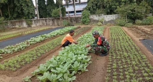 Babinsa Koramil 02/Sukakarya Lakukan Pendampingan Petani Sayuran,Tingkatkan Ketahanan Pangan Warga | NEWS Babinsa Koramil 02/Sukakarya Lakukan Pendampingan Petani Sayuran,Tingkatkan Ketahanan Pangan Warga | NEWS
