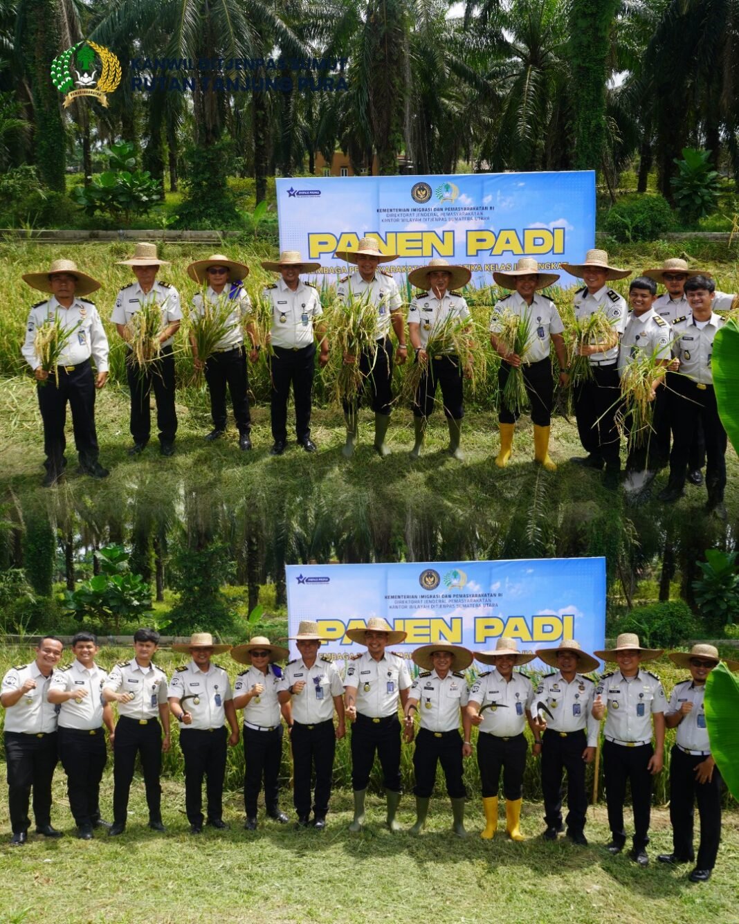 Dukung Ketahanan Pangan, Karutan Tanjung Pura Panen Raya Bersama Lapas Narkotika Langkat di Lahan Pasdu Dukung Ketahanan Pangan, Karutan Tanjung Pura Panen Raya Bersama Lapas Narkotika Langkat di Lahan Pasdu