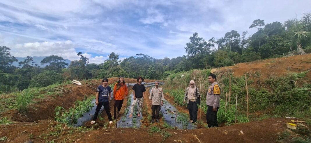 Polsek Semende Darat Laut Tanam Jagung di Lahan Tidur 2 Hektare Dukung Ketahanan Pangan Polsek Semende Darat Laut Tanam Jagung di Lahan Tidur 2 Hektare Dukung Ketahanan Pangan