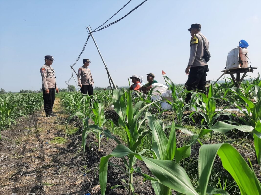 Polsek Bringin Sambang Lahan Jagung, Dukung Ketahanan Pangan Nasional di Ngawi Polsek Bringin Sambang Lahan Jagung, Dukung Ketahanan Pangan Nasional di Ngawi