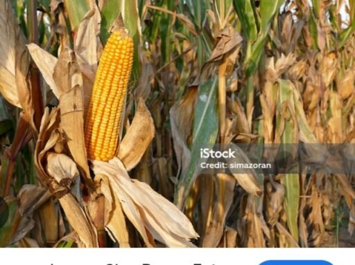 Sebagian besar penanaman jagung yang dilakukan kepala desa se-Kabupaten PALI Sumsel. Sebagian besar penanaman jagung yang dilakukan kepala desa se-Kabupaten PALI Sumsel.