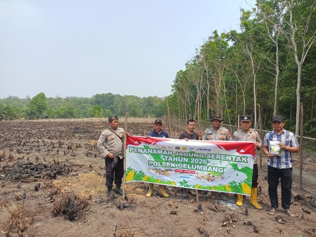Polsek Gelumbang Bersama Warga Tanam Jagung 2 Hektare, Perkuat Ketahanan Pangan di DesaPelempang Polsek Gelumbang Bersama Warga Tanam Jagung 2 Hektare, Perkuat Ketahanan Pangan di DesaPelempang