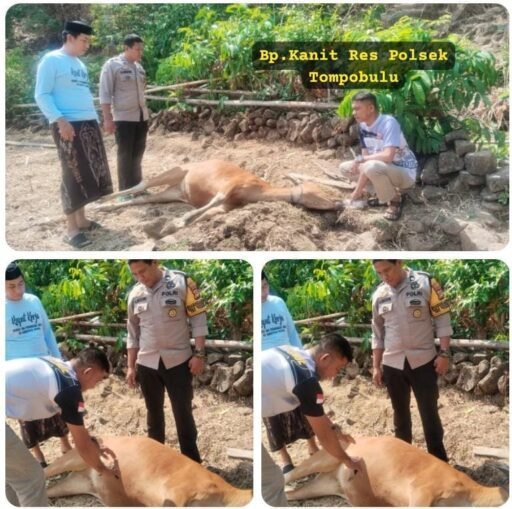 Gerak cepat Polsek Tompobulu Gerak cepat Polsek Tompobulu